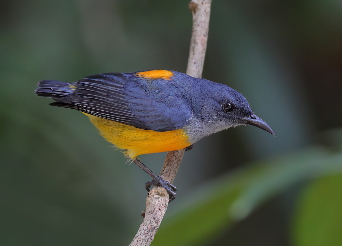 Orange-bellied Flowerpecker - ML609626653