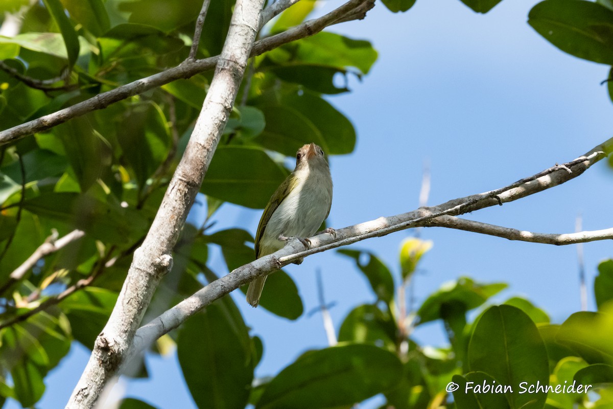 Brown-headed Greenlet - ML609627012