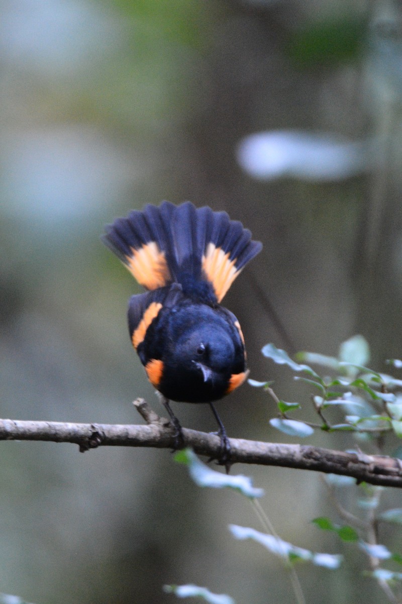 American Redstart - ML609627076