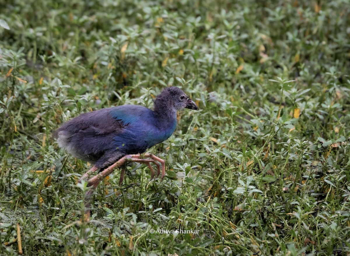 Gray-headed Swamphen - Aditya Shankar