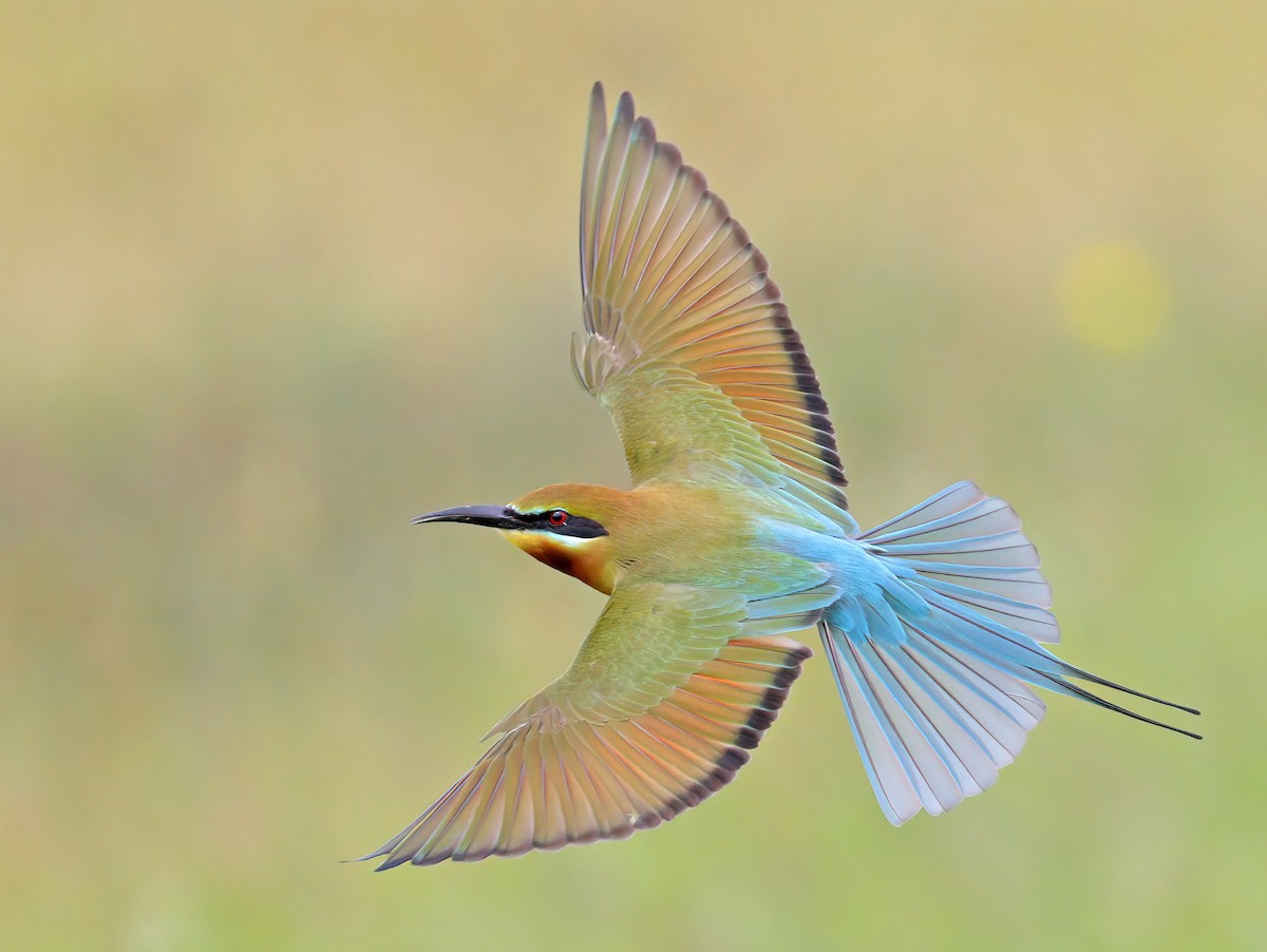 Blue-tailed Bee-eater - ML609627111