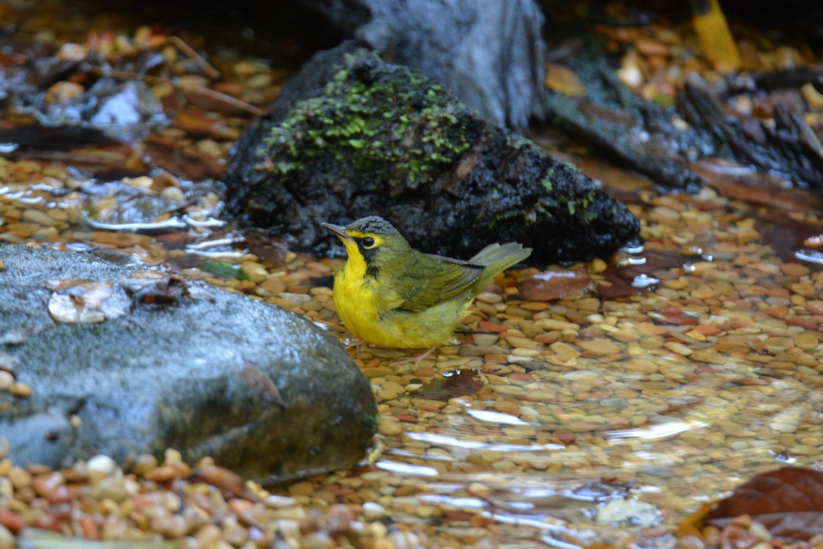 Kentucky Warbler - ML609627128