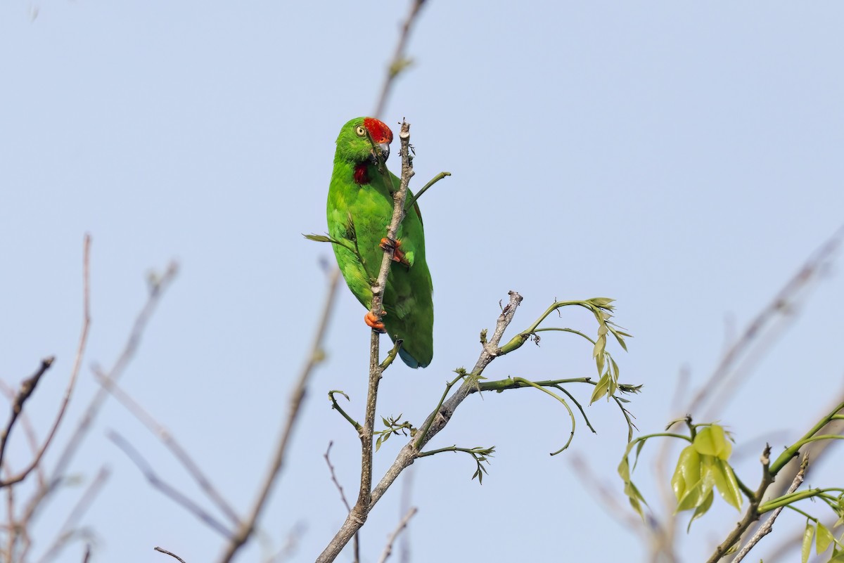 Sulawesi Hanging-Parrot - ML609627137