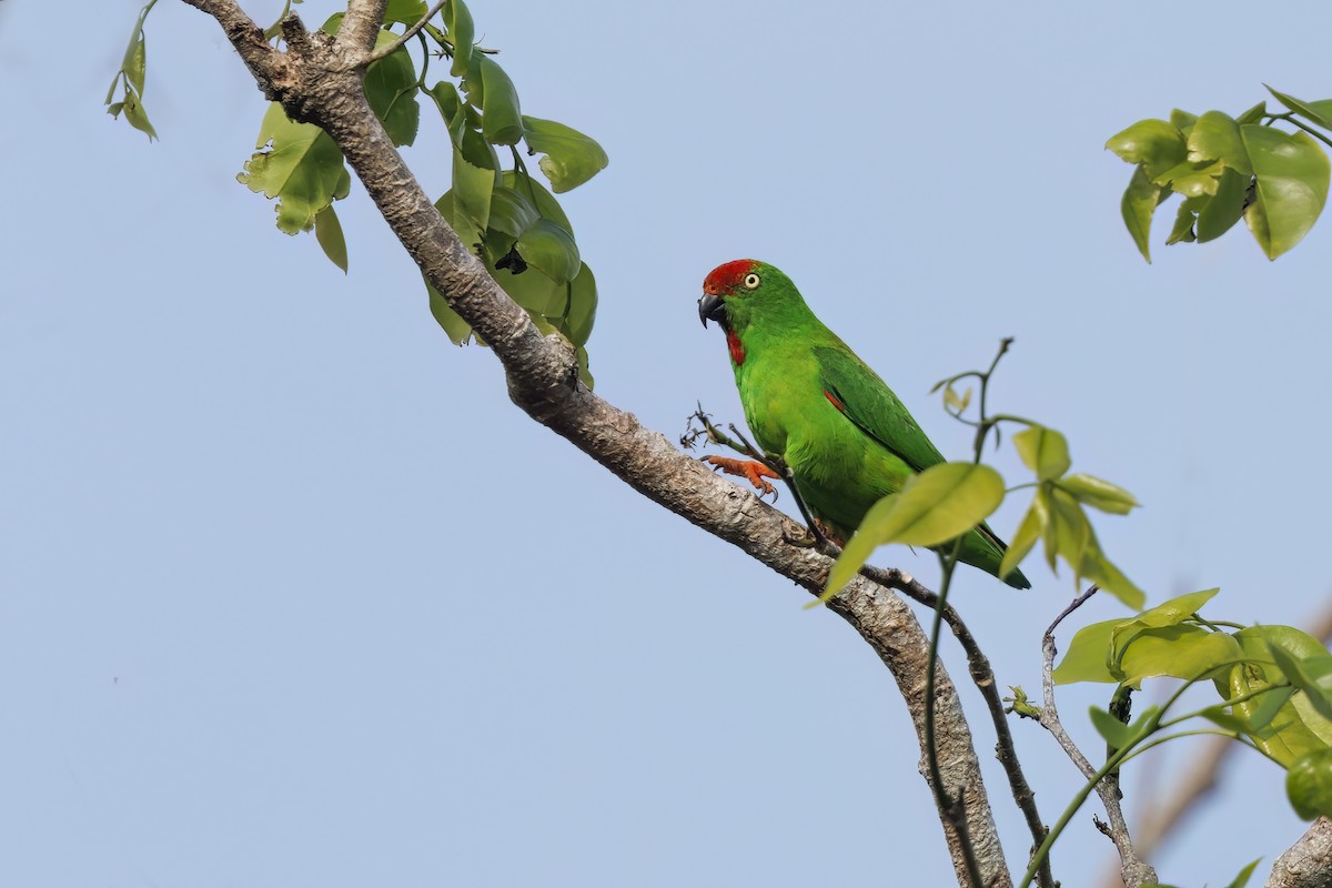 Sulawesi Hanging-Parrot - ML609627138