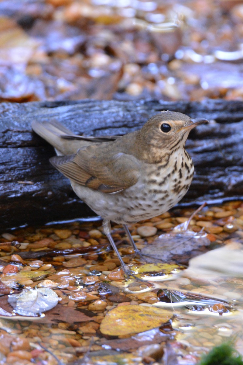 Swainson's Thrush - ML609627145