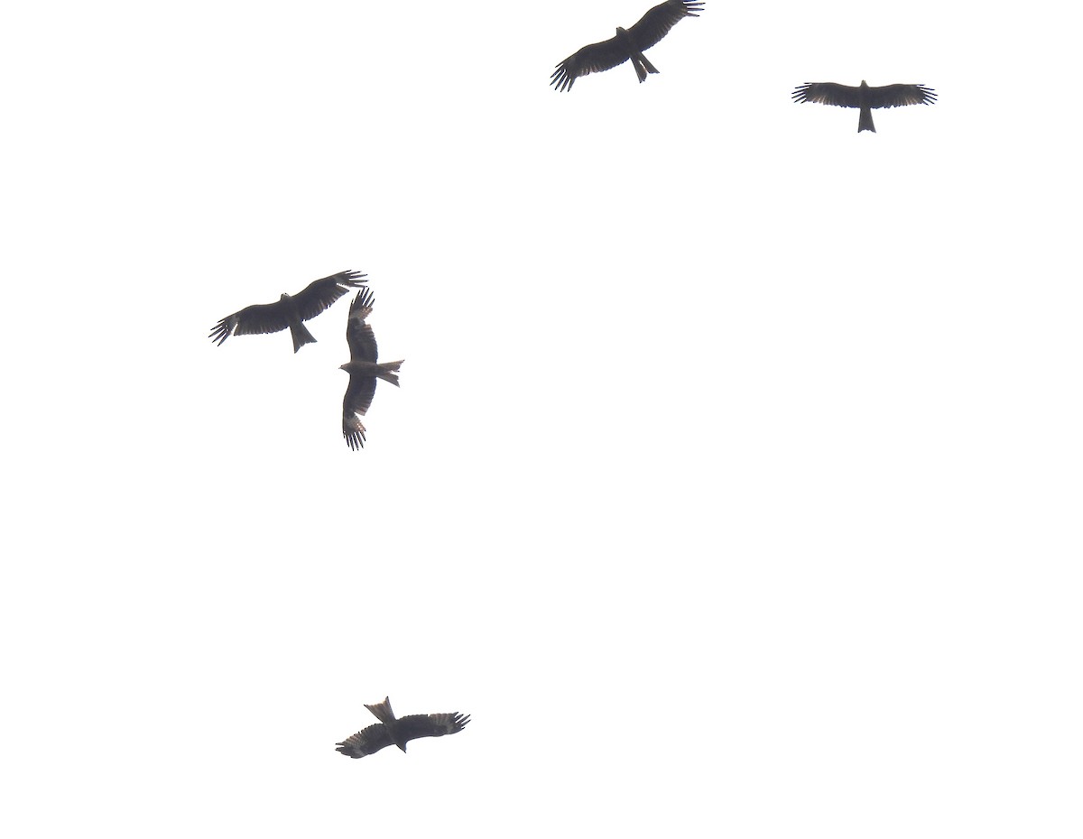 Black Kite (Black-eared) - ML609627205