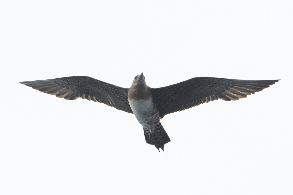 Long-tailed Jaeger - ML609627248