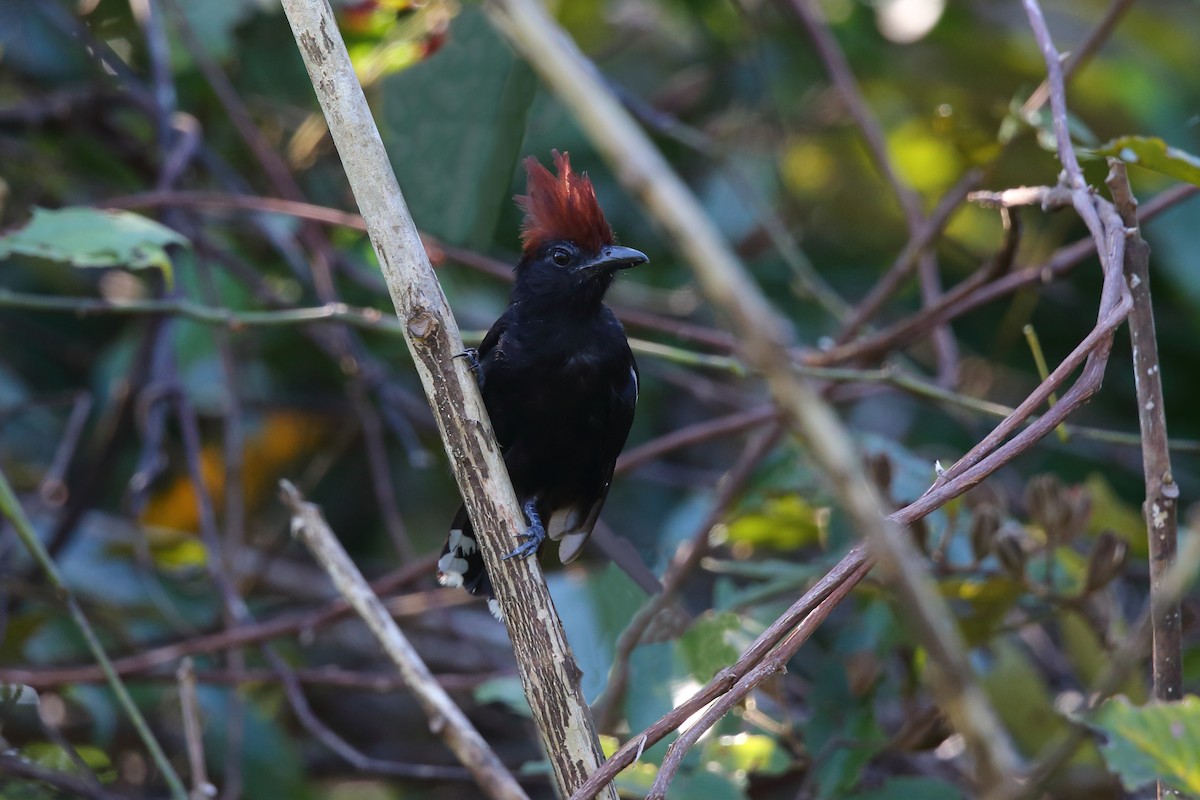 Glossy Antshrike - Josef Widmer