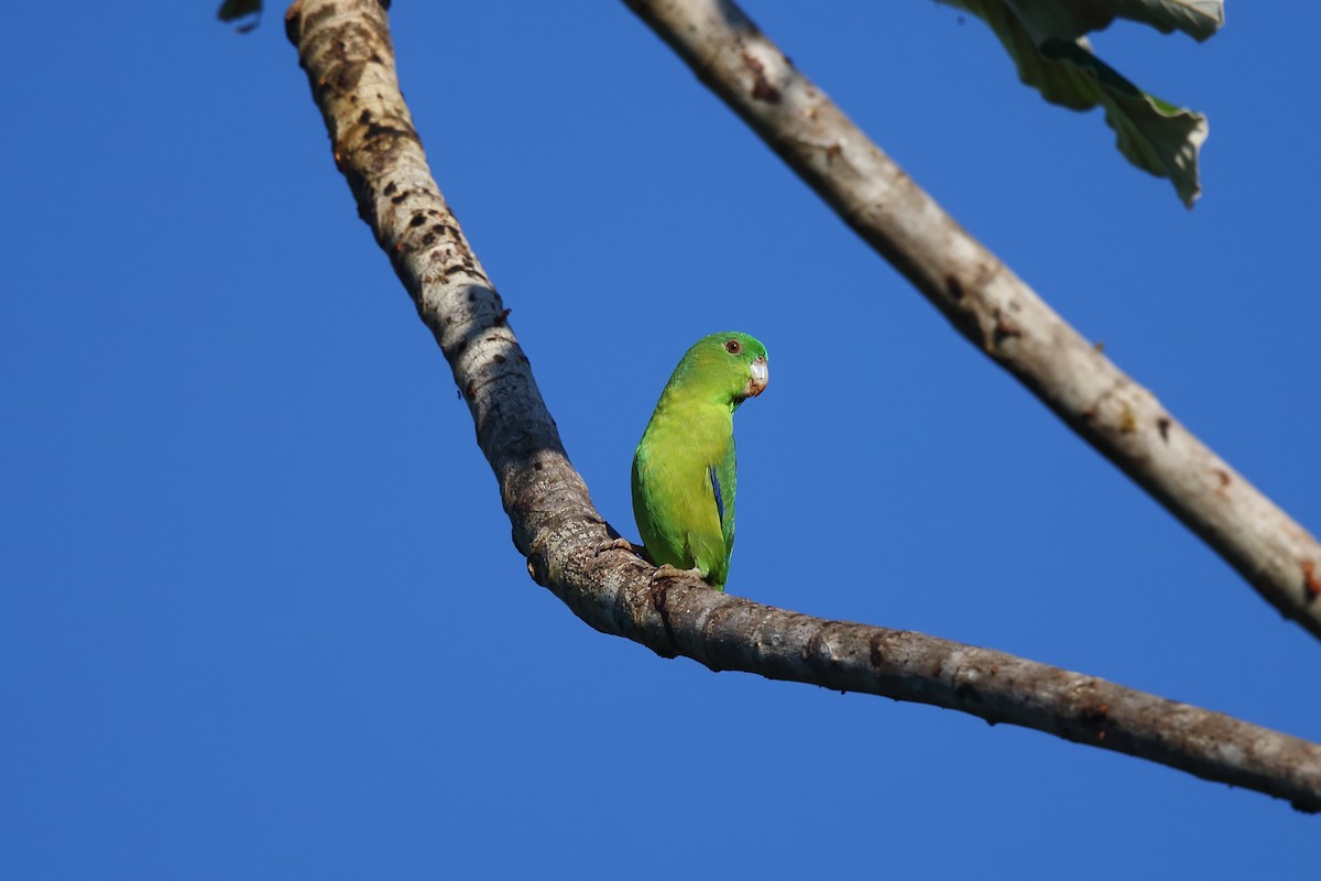 papoušíček amazonský - ML609627266