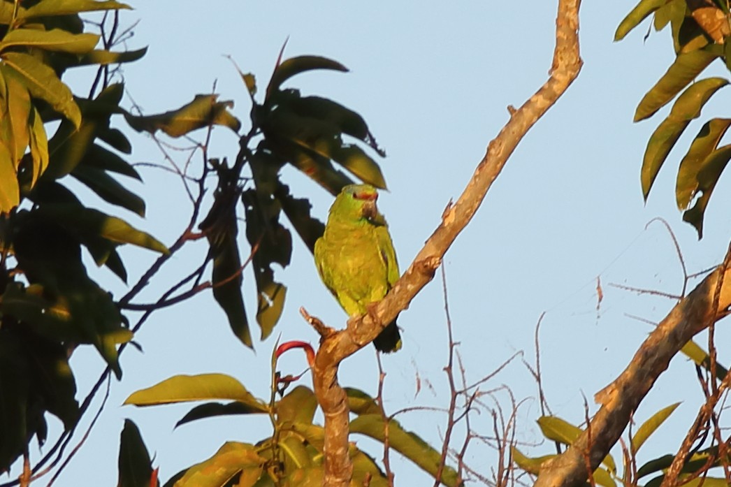 amazoňan modrobradý (ssp. festiva) - ML609627267