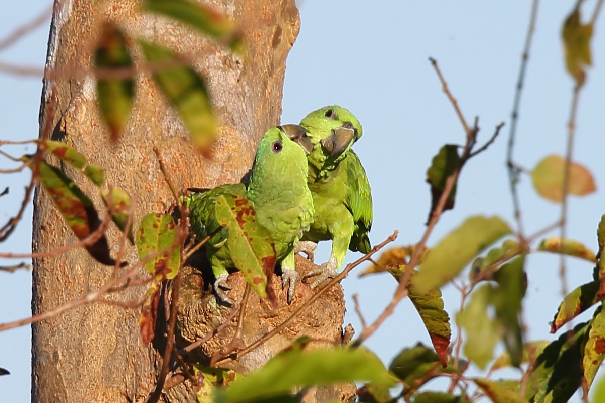 Short-tailed Parrot - ML609627273