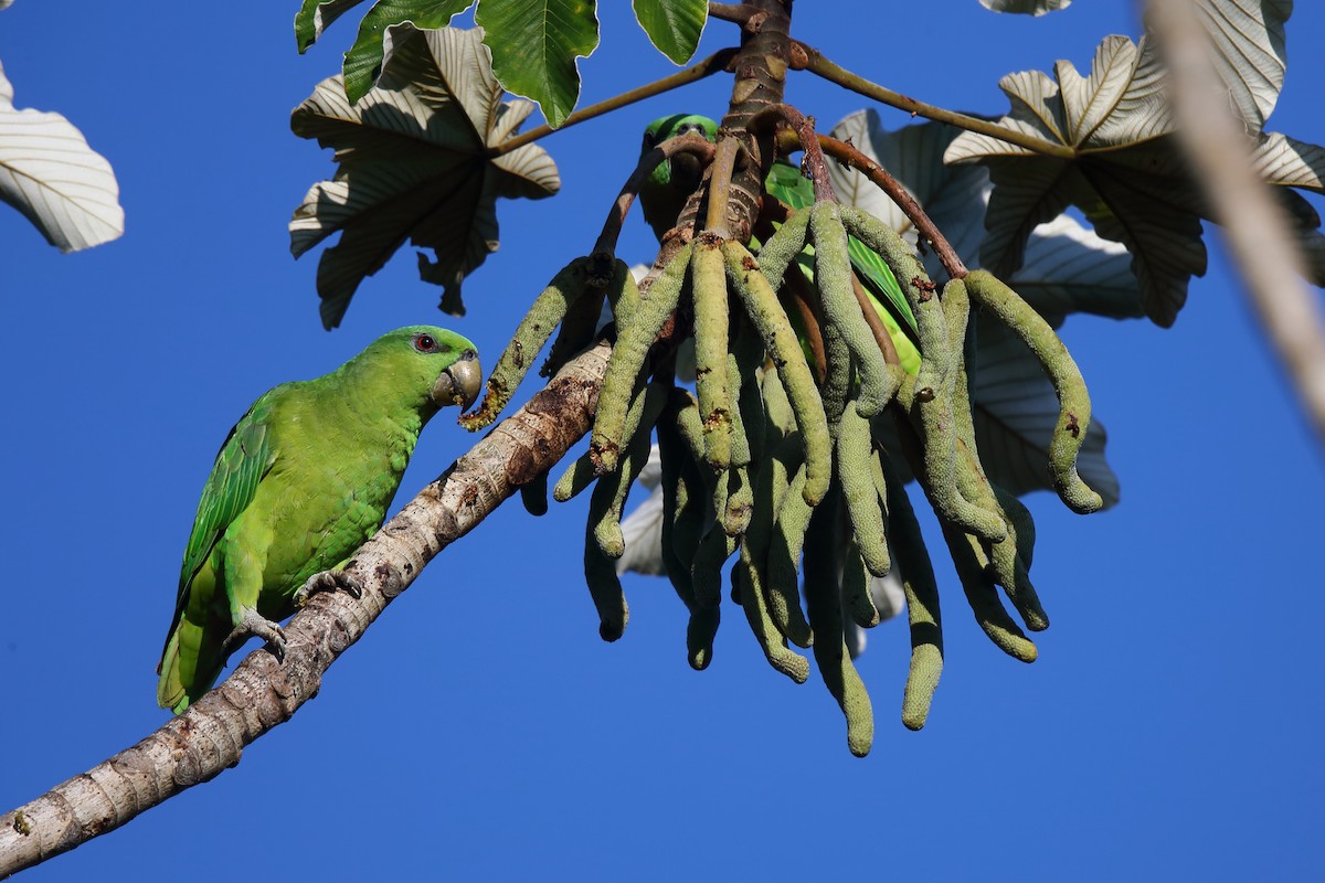 Short-tailed Parrot - ML609627275