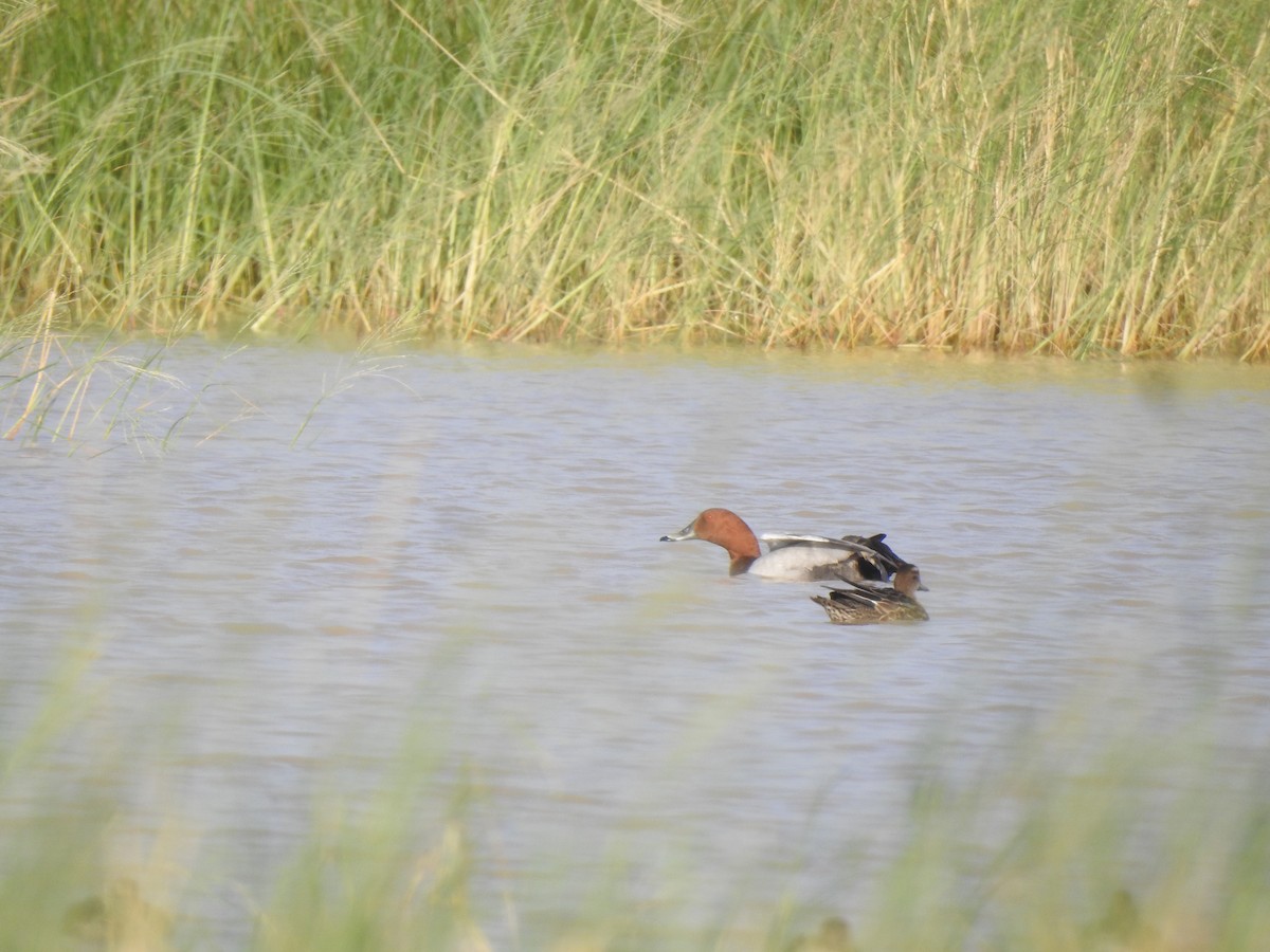 Common Pochard - ML609627341