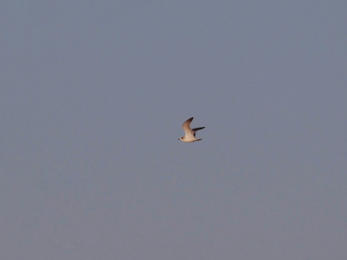 Franklin's Gull - ML609627414