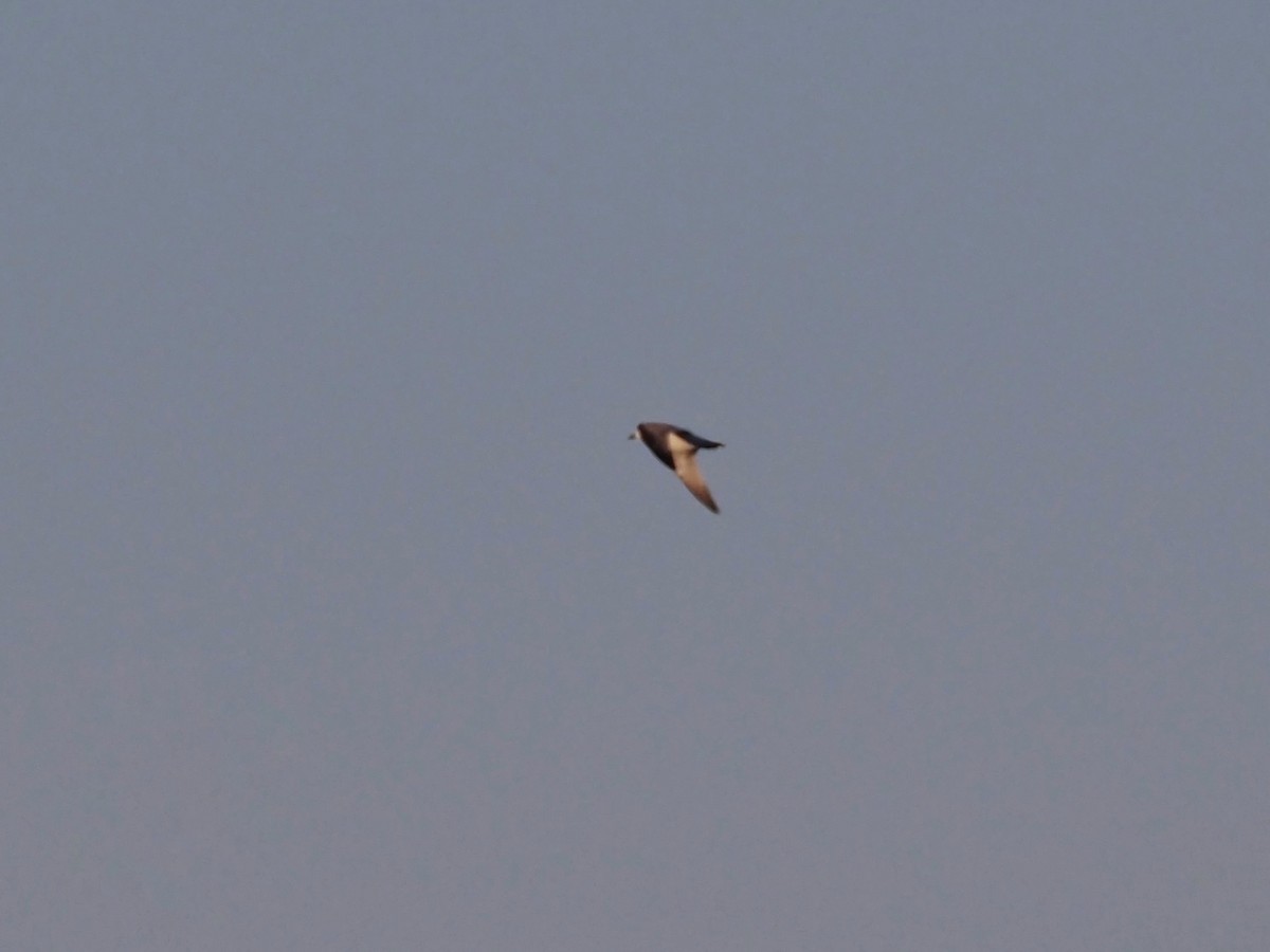Franklin's Gull - ML609627415
