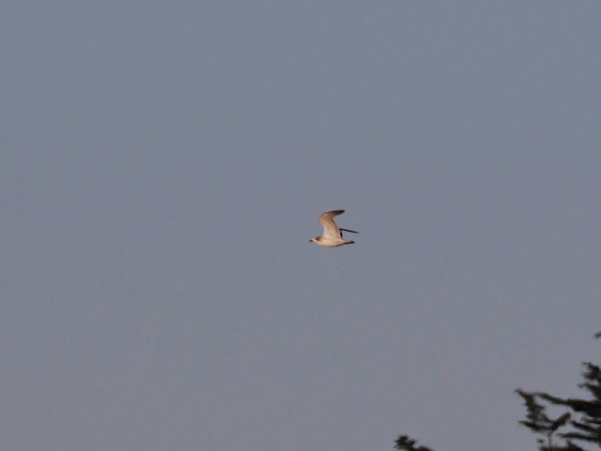 Franklin's Gull - ML609627416