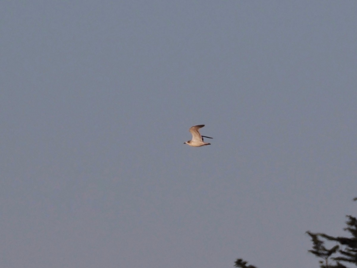 Franklin's Gull - ML609627416