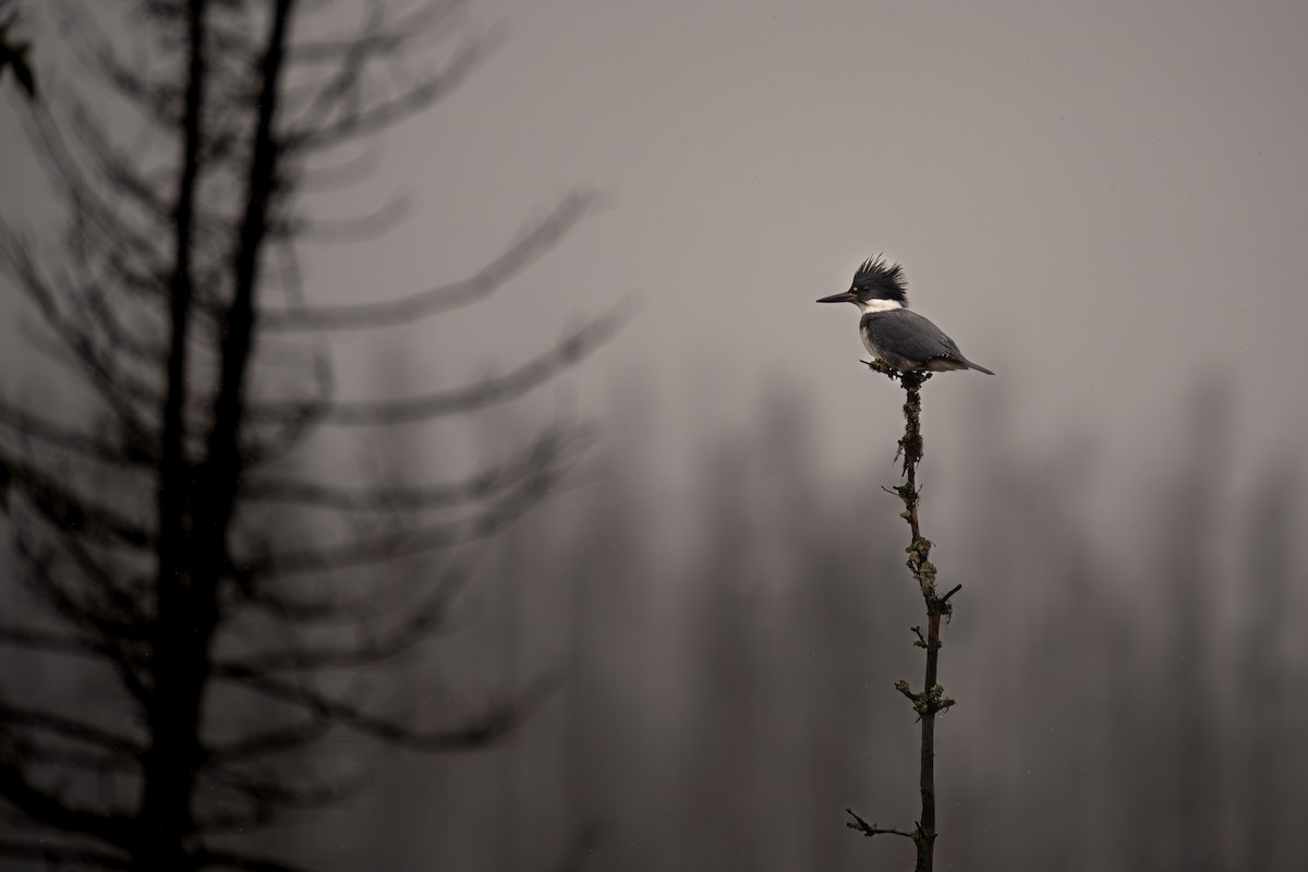 Belted Kingfisher - Colin Koerselman