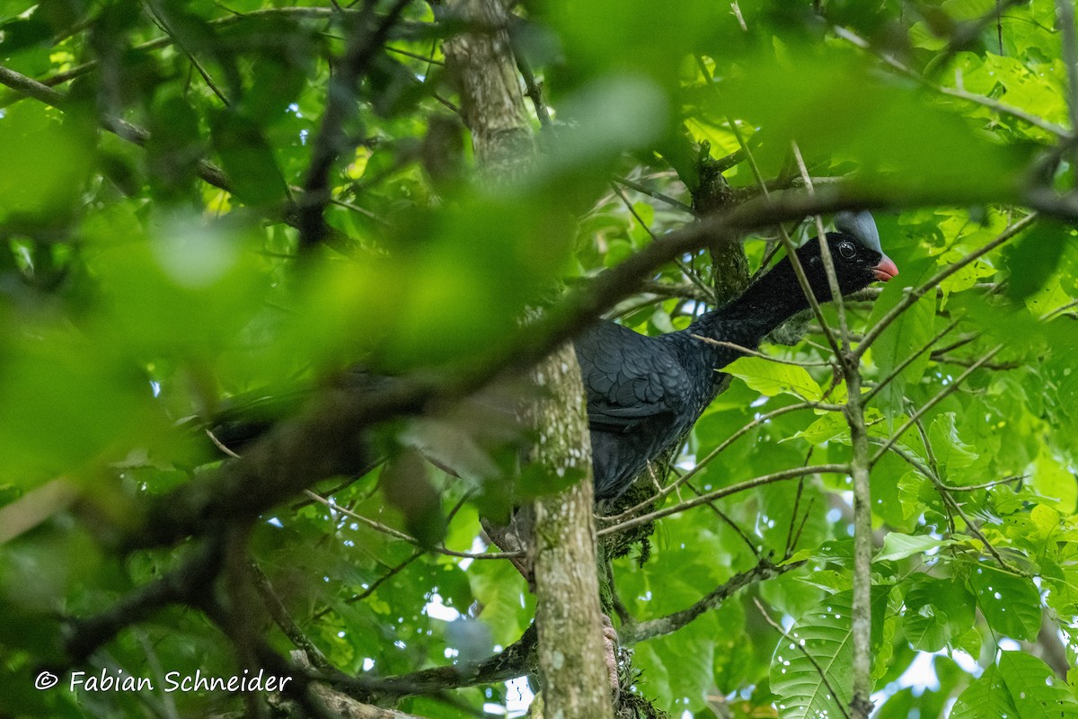 Helmeted Curassow - ML609627565