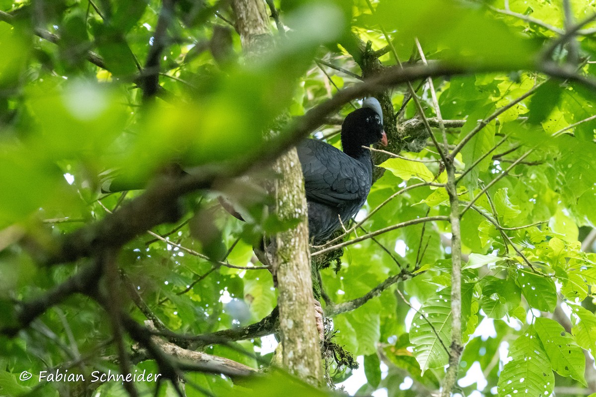 Helmeted Curassow - ML609627568