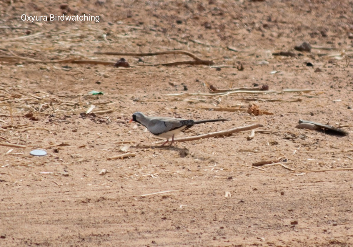 Namaqua Dove - ML609627627