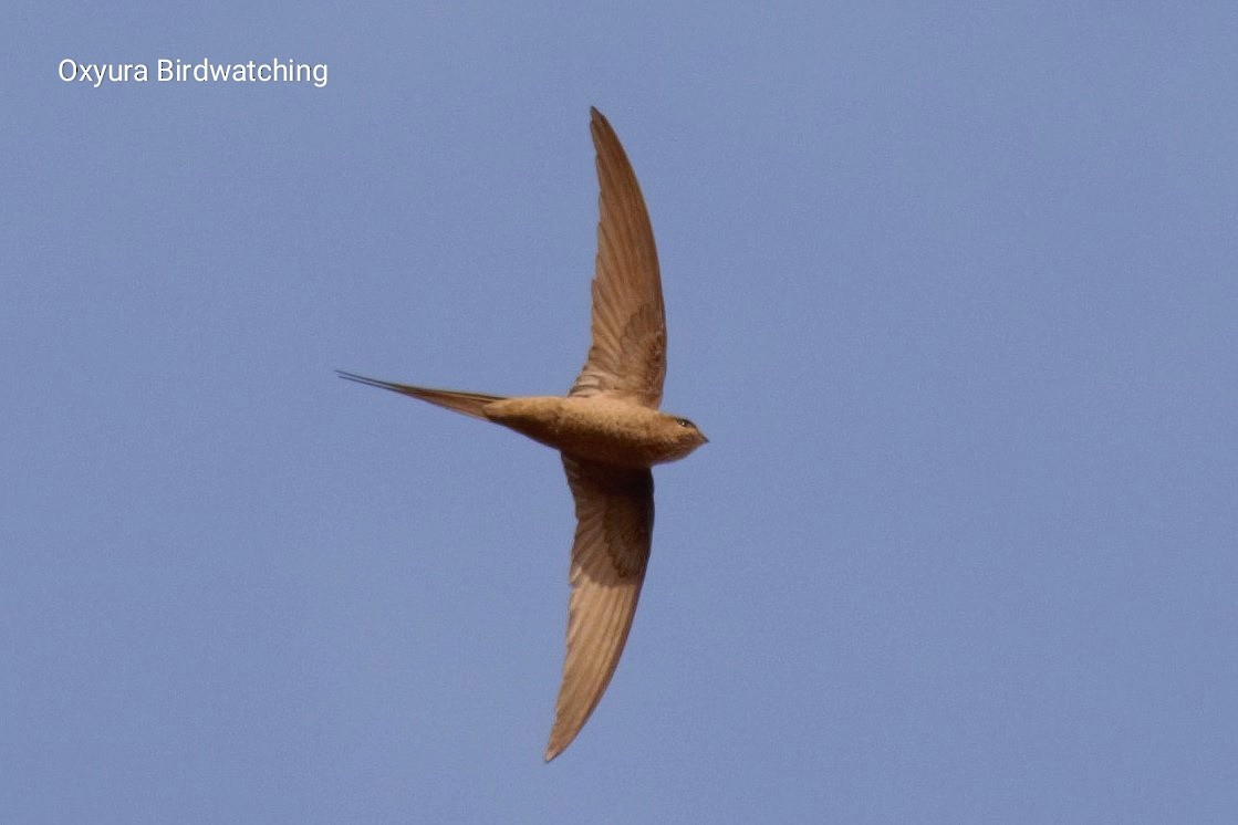 African Palm Swift - ML609627631