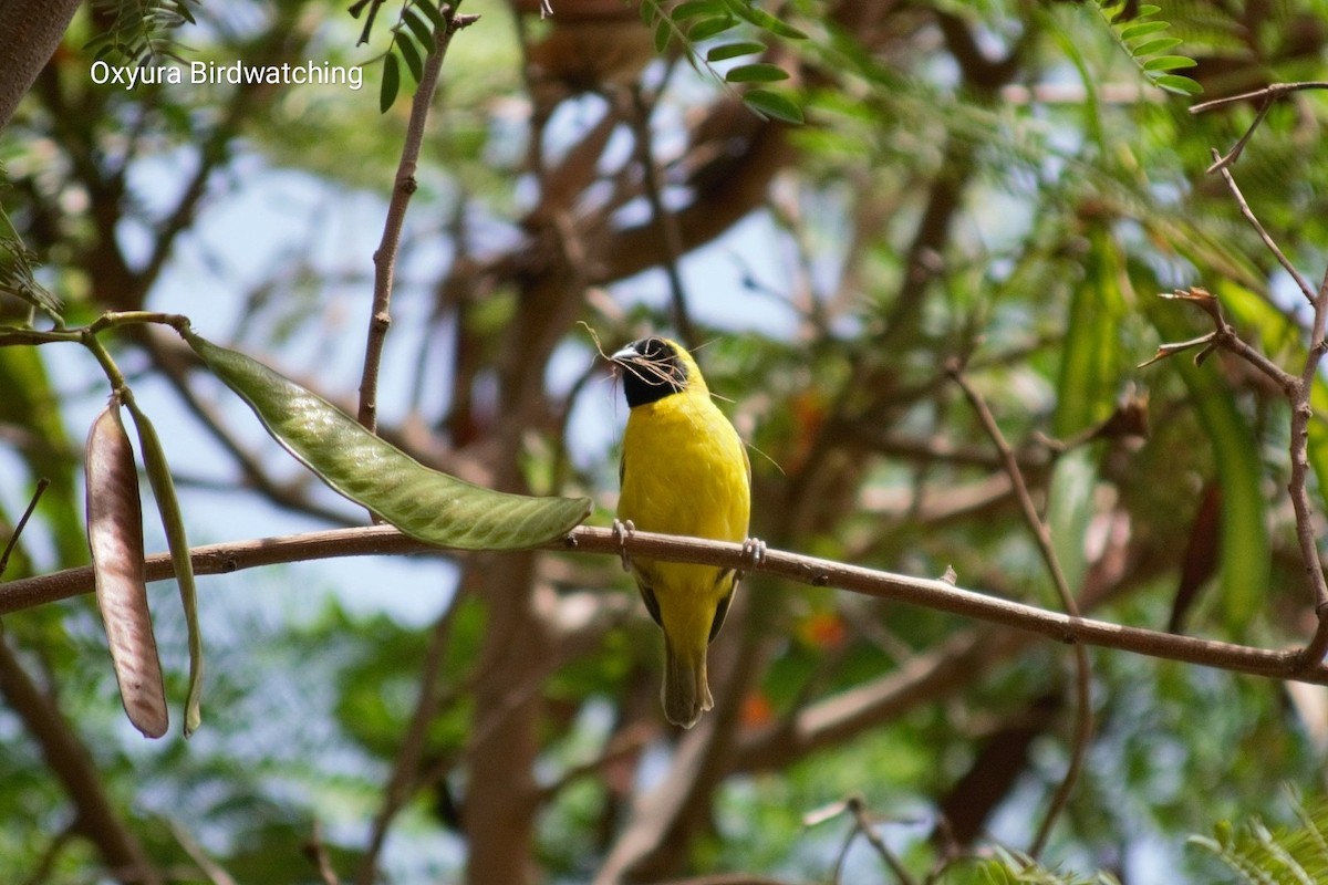 Little Weaver - ML609627633