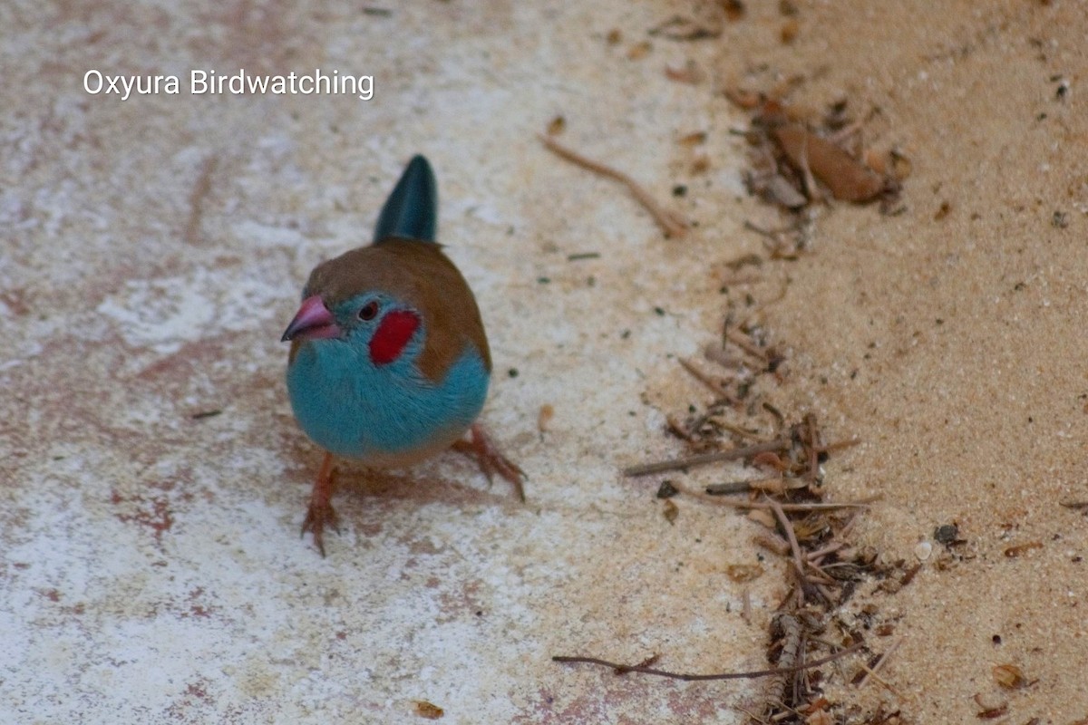 Red-cheeked Cordonbleu - ML609627650