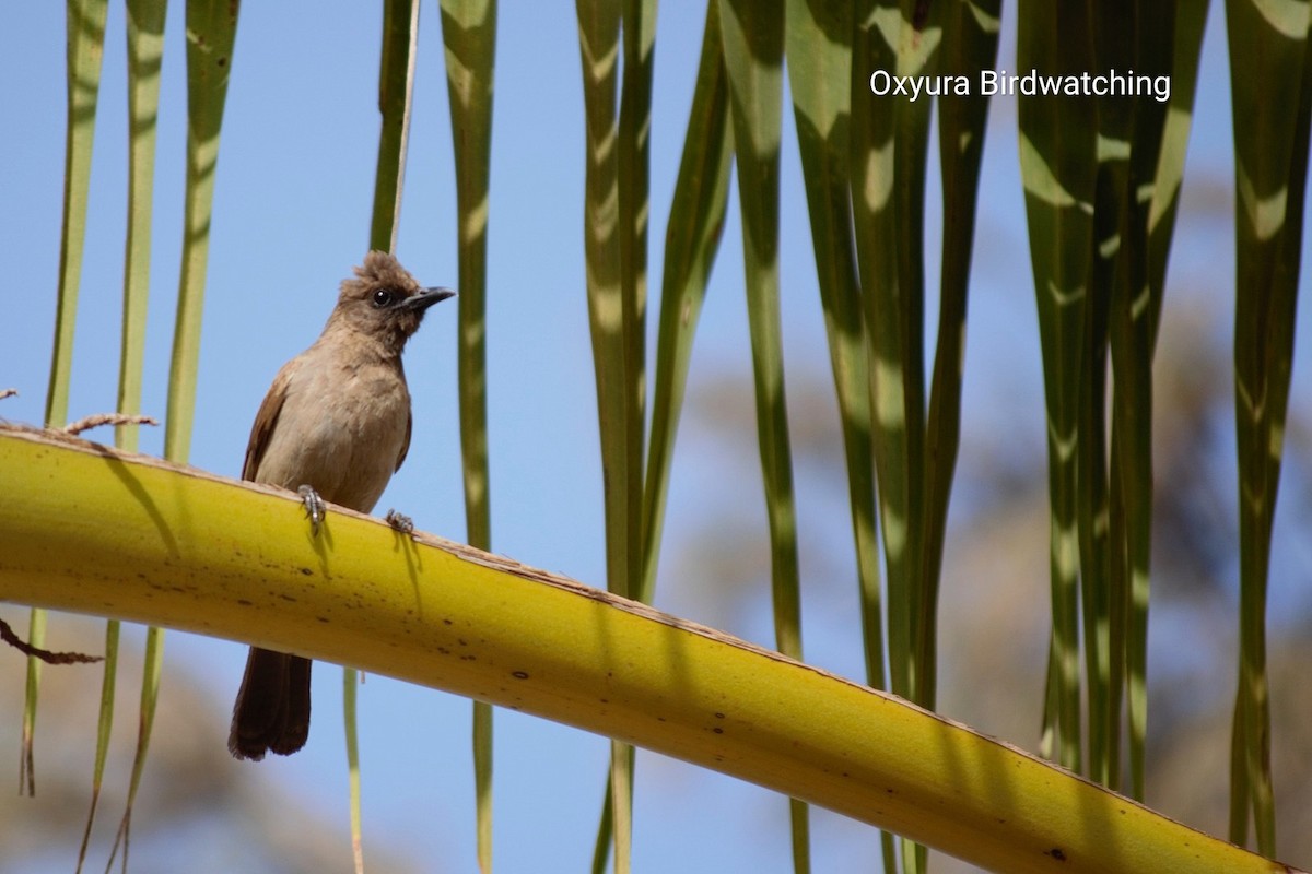 Common Bulbul - ML609627656