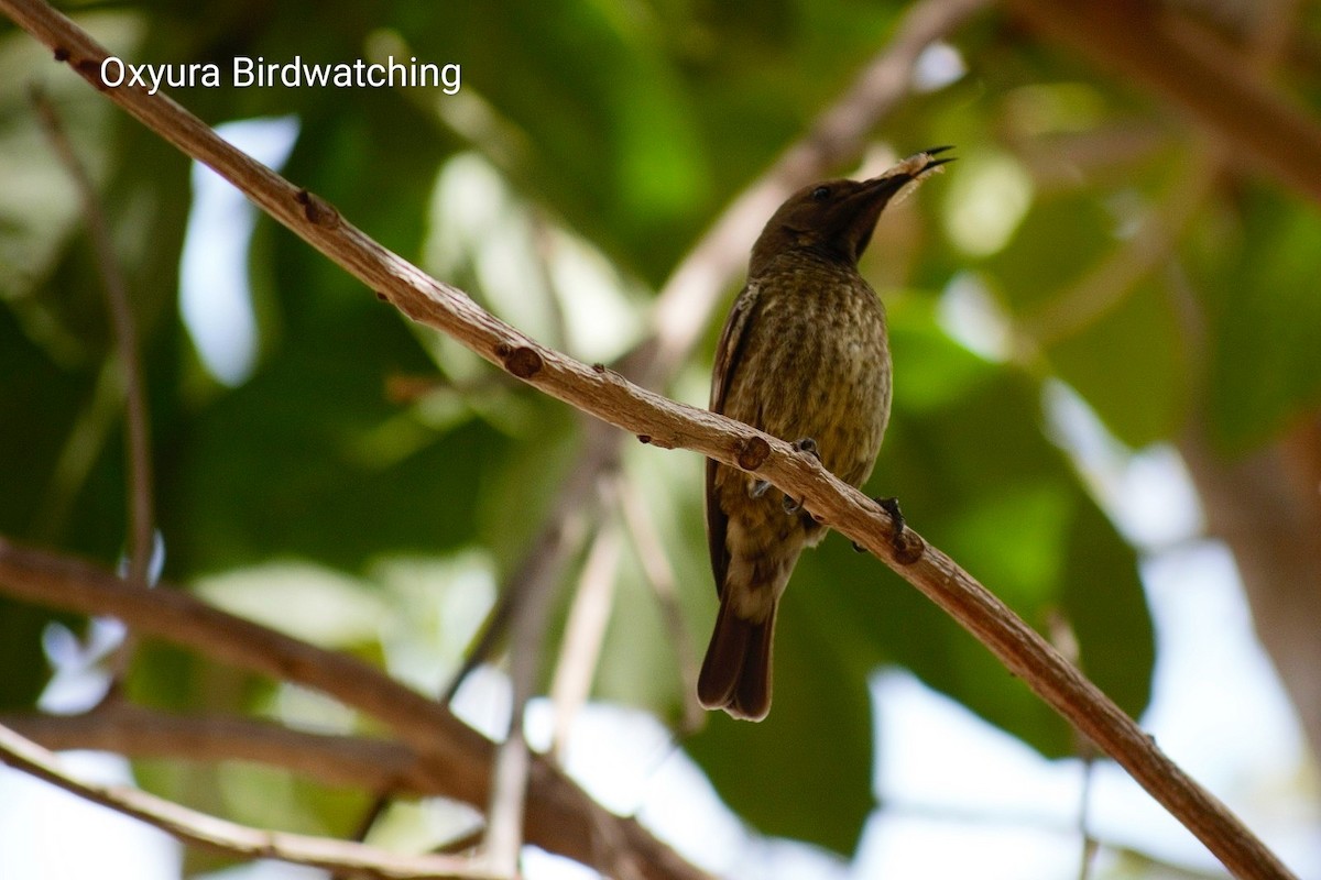 Scarlet-chested Sunbird - ML609627659