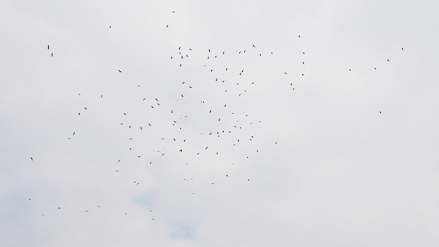 Black Kite (Black-eared) - ML609627670