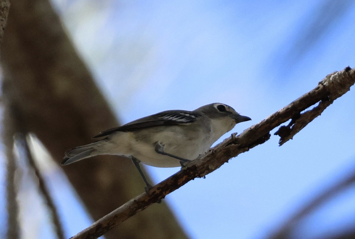 Plumbeous Vireo - ML609627682