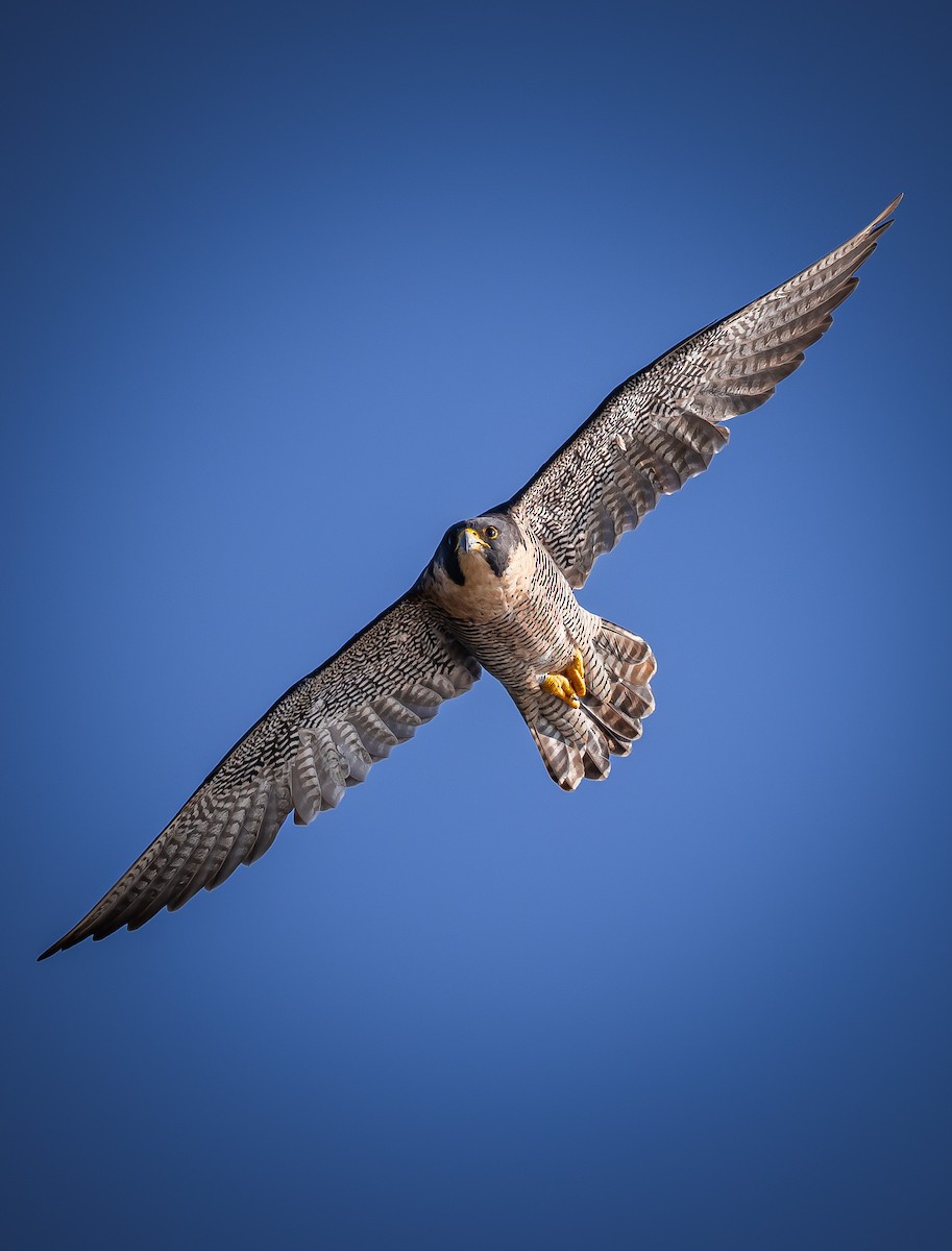 Peregrine Falcon - ML609627782