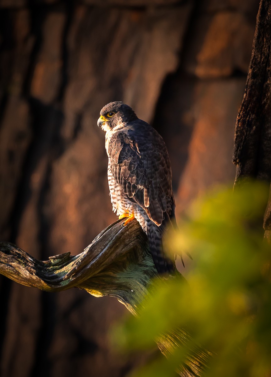 Peregrine Falcon - ML609627783