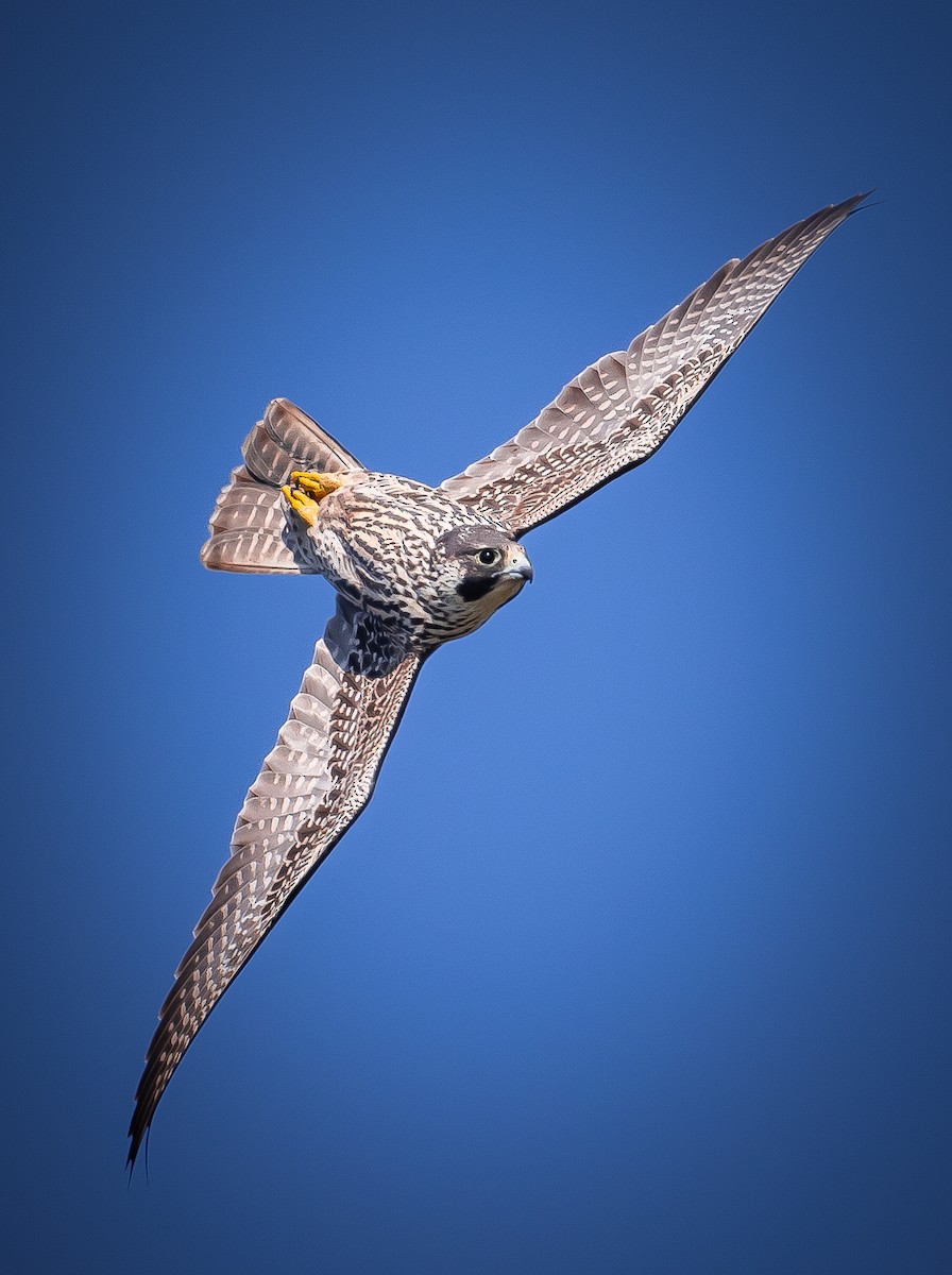 Peregrine Falcon - ML609627784