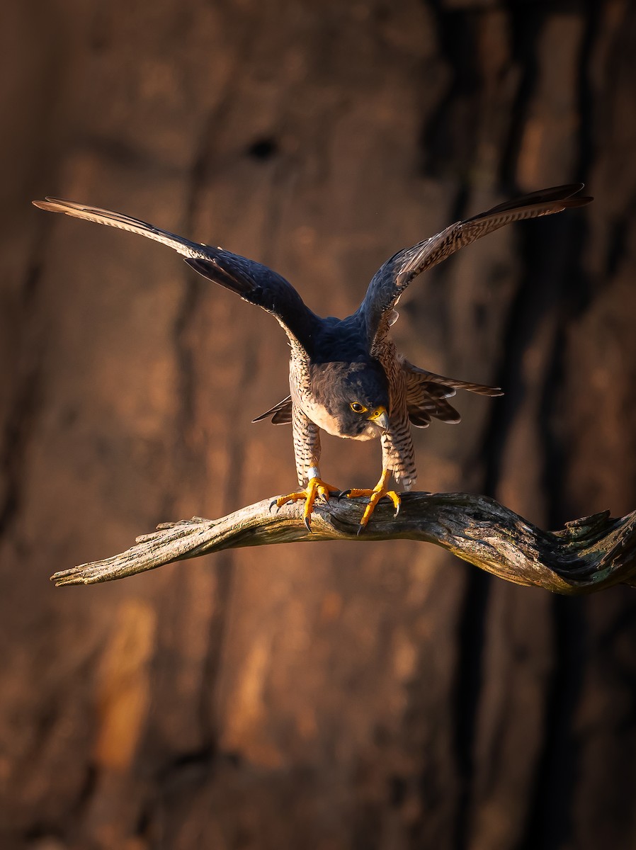 Peregrine Falcon - ML609627785