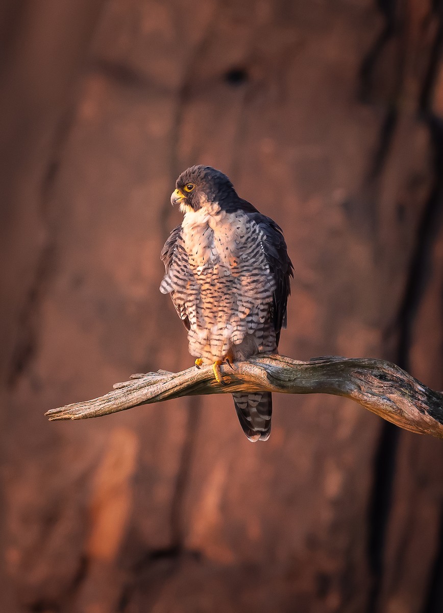 Peregrine Falcon - ML609627786