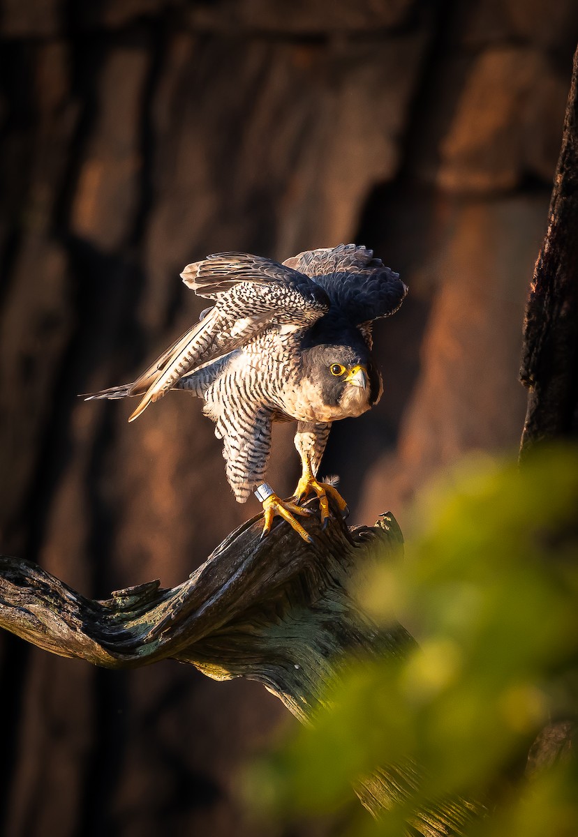 Peregrine Falcon - Edward Lebron