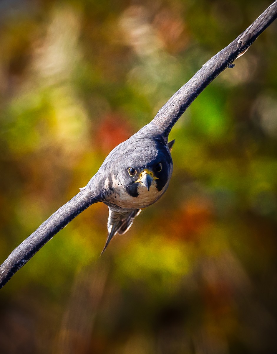 Peregrine Falcon - ML609627789