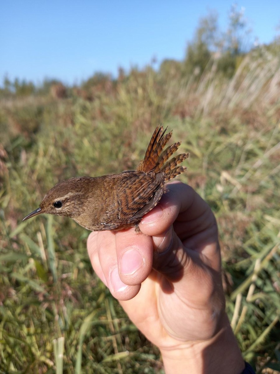 Eurasian Wren - ML609627845