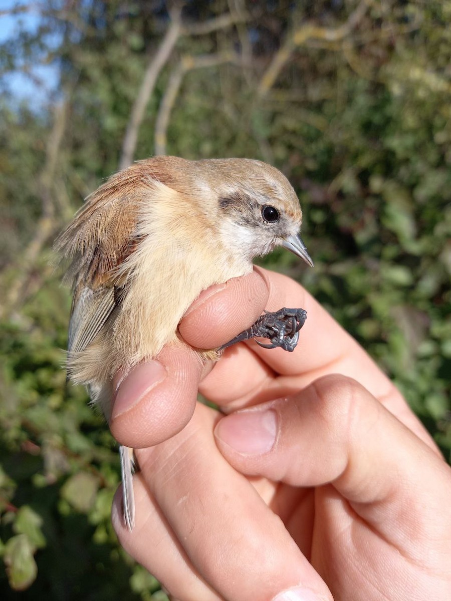 Eurasian Penduline-Tit - ML609627850