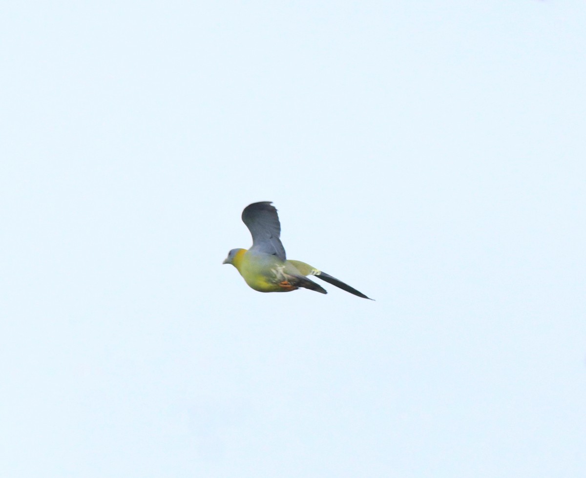 Yellow-footed Green-Pigeon - ML609627860