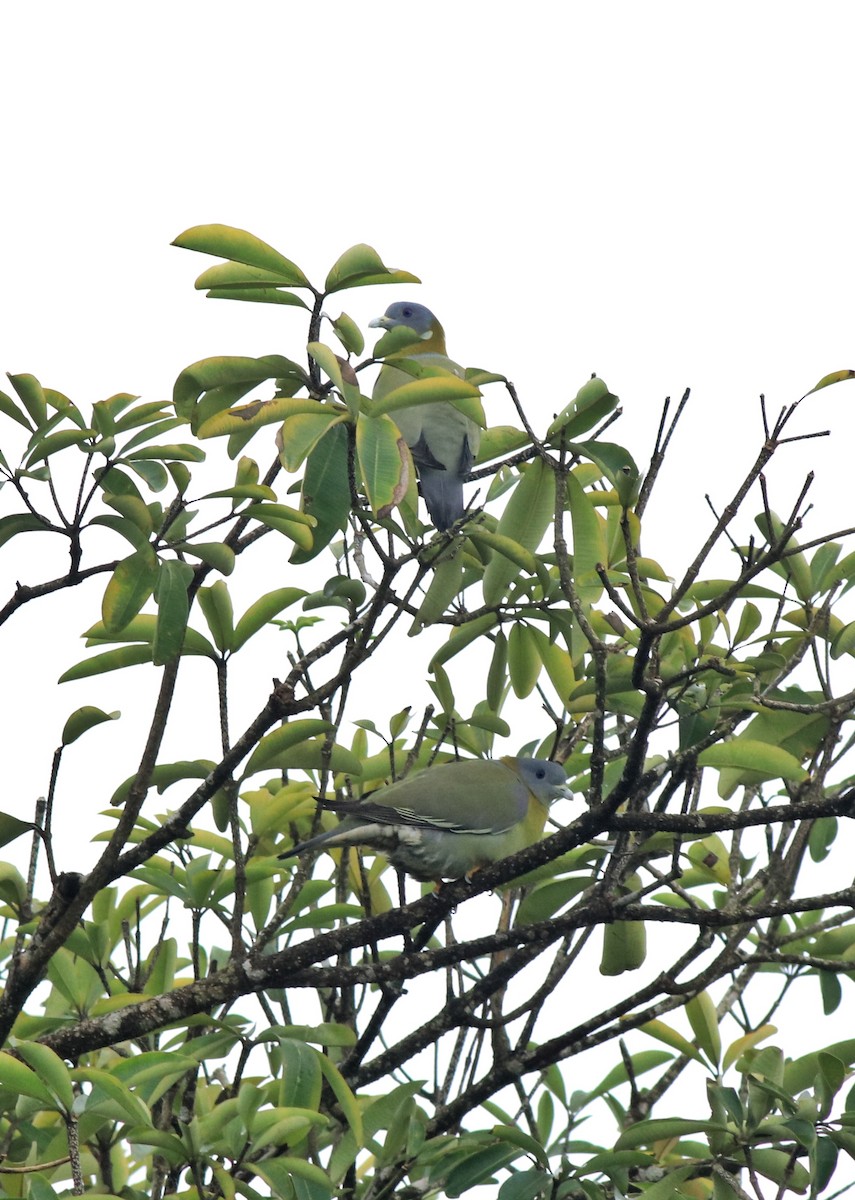 Yellow-footed Green-Pigeon - ML609627861