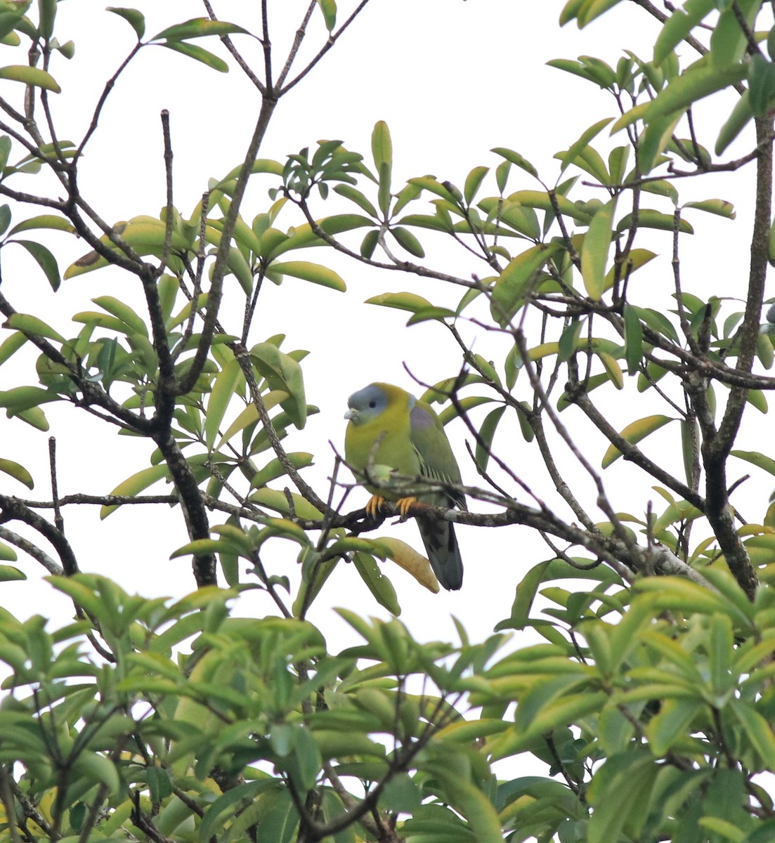 Yellow-footed Green-Pigeon - ML609627862
