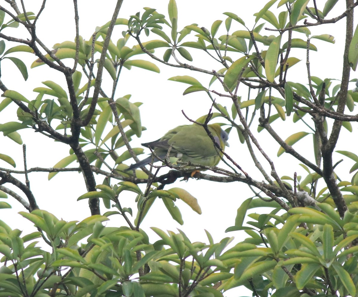Yellow-footed Green-Pigeon - ML609627863