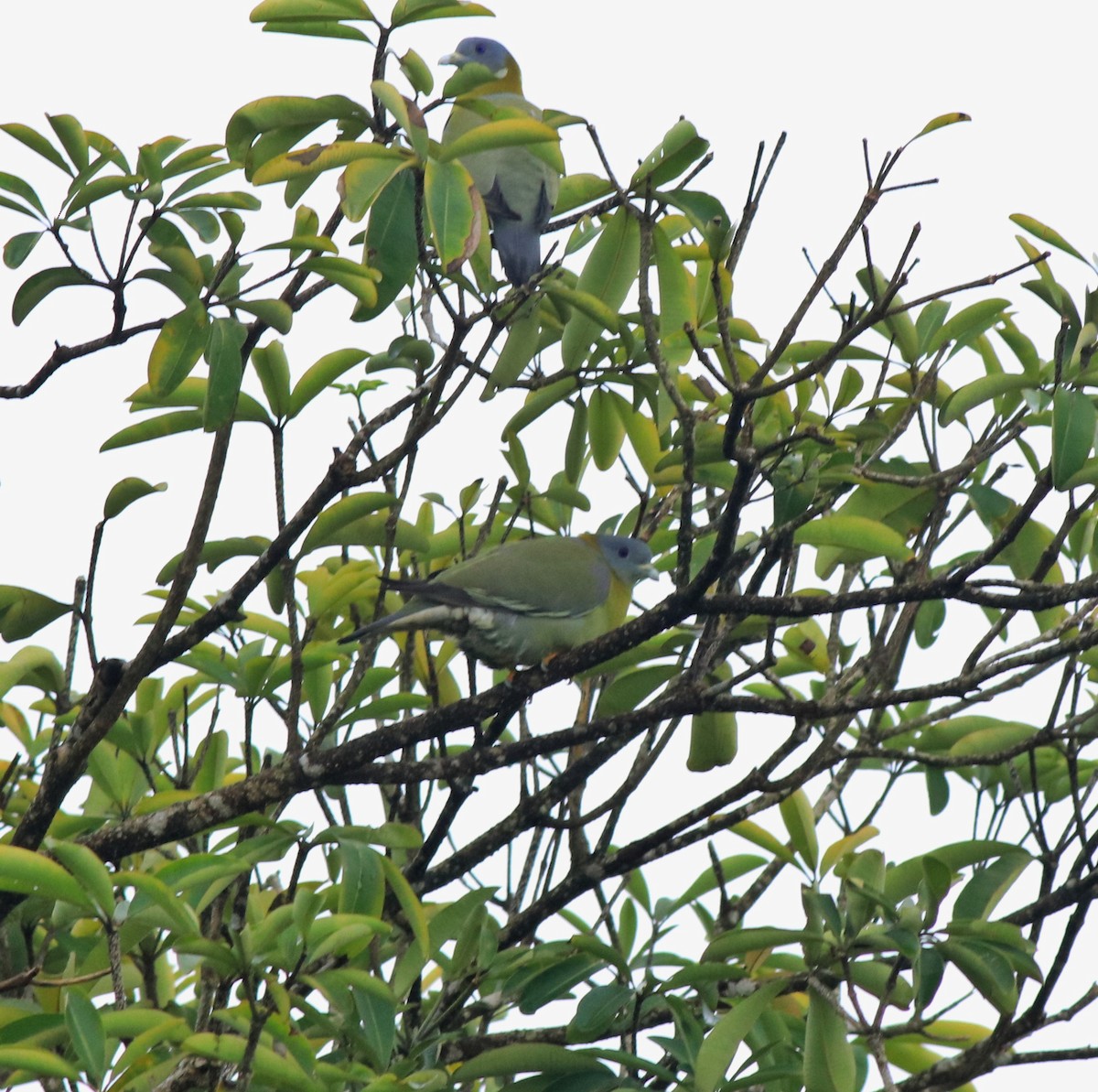 Yellow-footed Green-Pigeon - ML609627864