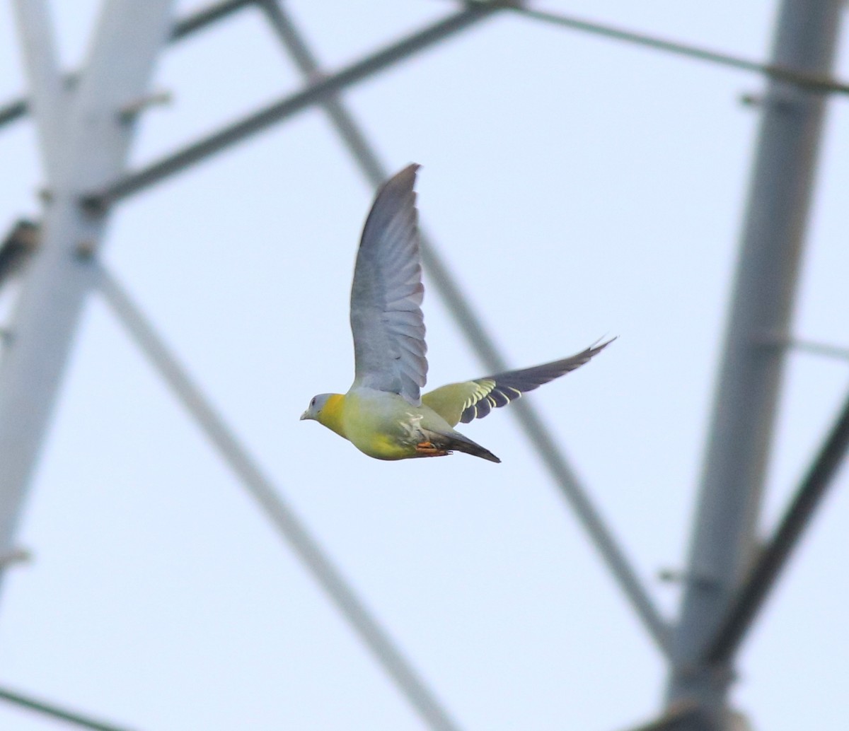 Yellow-footed Green-Pigeon - ML609627865