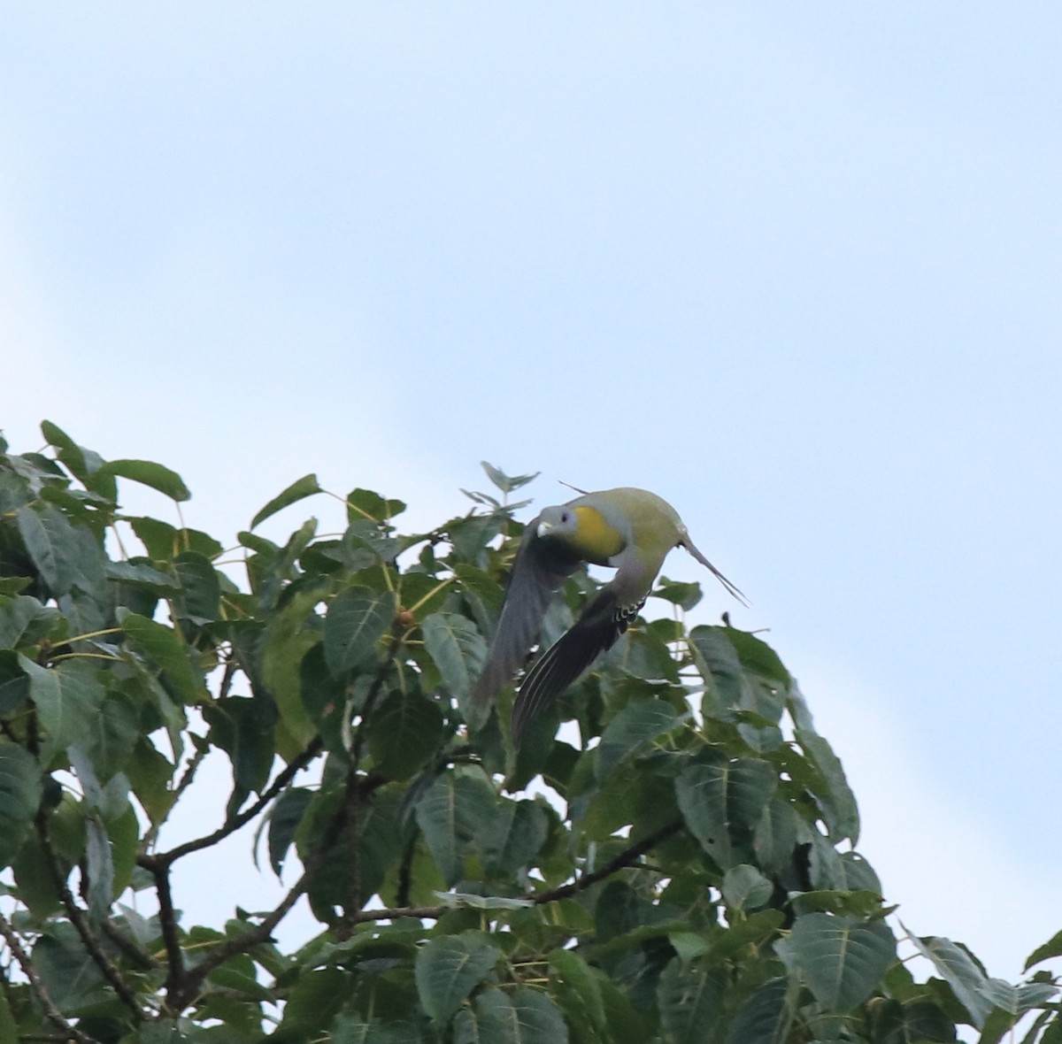 Yellow-footed Green-Pigeon - ML609627866