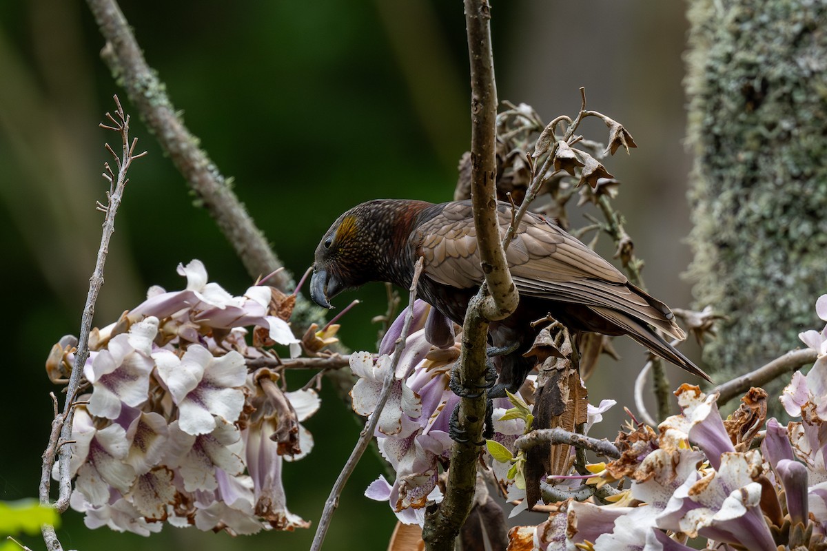 New Zealand Kaka - ML609628060