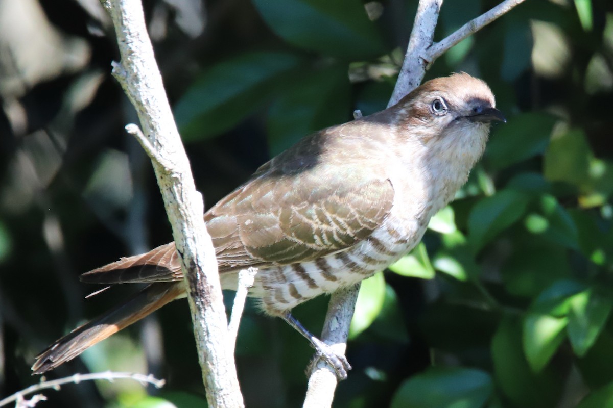 Horsfield's Bronze-Cuckoo - ML609628130